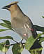 Cedar Waxwings